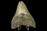 Fossil Megalodon Tooth - North Carolina #147777-2